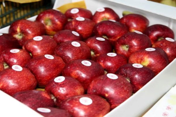 Иранские яблоки прибыли в Эр-Рияд