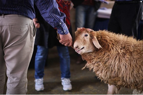 برنامه‌های نظارتی وزارت بهداشت بر مراکز عرضه و ذبح دام در آستانه عید قربان