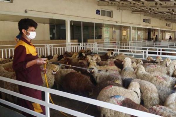 متوسط قیمت دام زنده برای عید قربان/محدودیتی برای عرضه نداریم