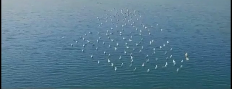 معجزه ای حیرت‌آور در قلب گرمترین نقطه کره زمین