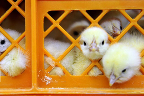 کمبود نهاده علت اصلی معدوم‌سازی جوجه‌های یک‌روزه