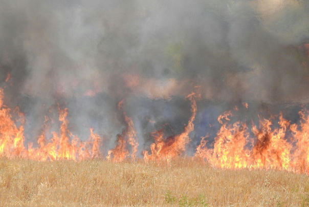 آتش زدن محصولات کشاورزی در عراق از سوی داعش