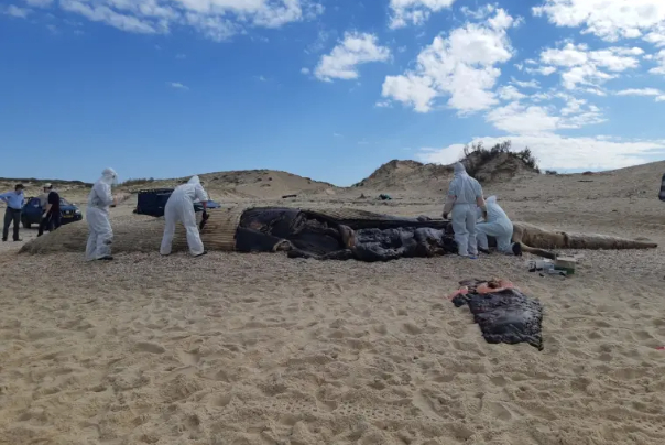 חומרים מאסון הזפת נתגלו בנתיחת גופת הלוויתן שנסחף לחוף ניצנים