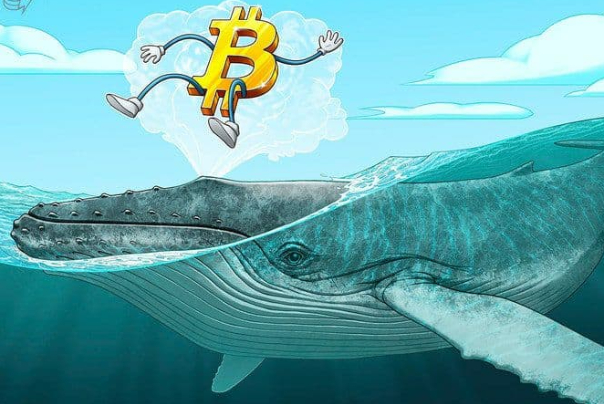 با ریزش قیمت‌ها، نهنگ‌ها 5.5 میلیارد بیت‌کوین خریدند