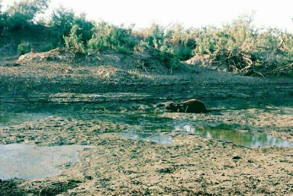 خشک شدن رود کرخه در نتیجه اجرایی شدن سیاست‌های اشتباه بوده است