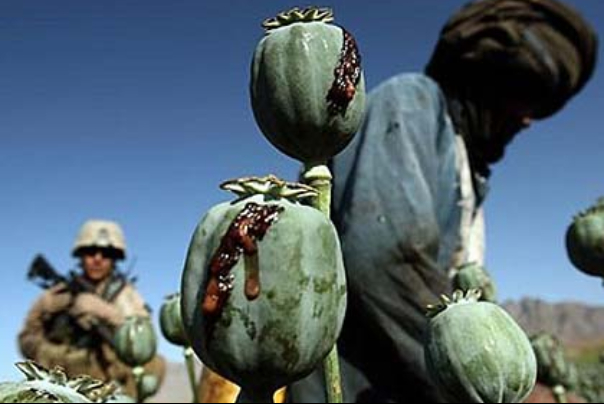 مبارزه با مواد مخدر و نعل وارونه مدعیان جهانی