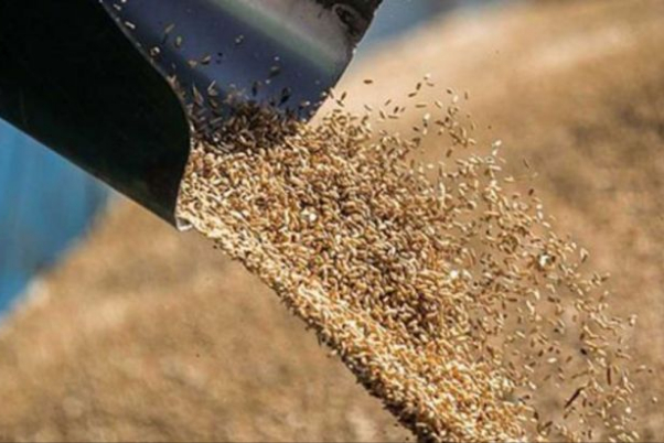 تولید ترکیبی گیاهی برای جلوگیری از مسمومیت خوراک دام