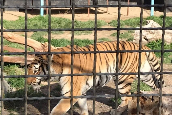 ماجرای حمله ببر باغ‌وحش صفا دشت به عوامل برنامه تلویزیونی چه بود؟