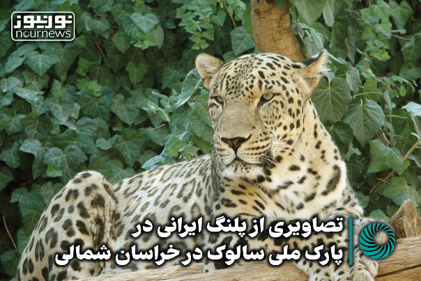 تصاویری از پلنگ ایرانی در پارک ملی سالوک در خراسان شمالی +فیلم