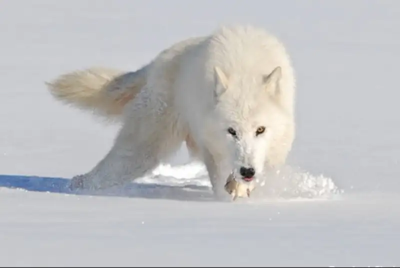 وقتی گرگ‌ها تونل سازی می‌کنند+فیلم