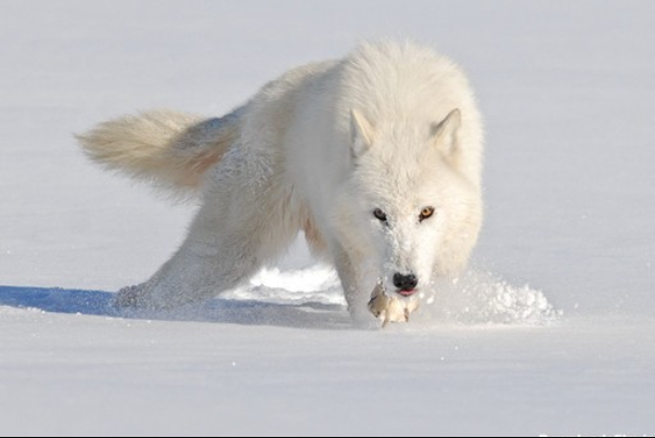 وقتی گرگ‌ها تونل سازی می‌کنند+فیلم