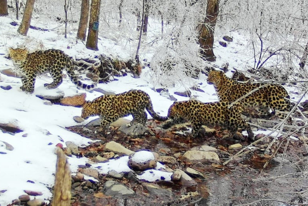 عکس های منتخب حیات وحش هفته؛ از رژه بابون ها تا عبور فیل از خیابان