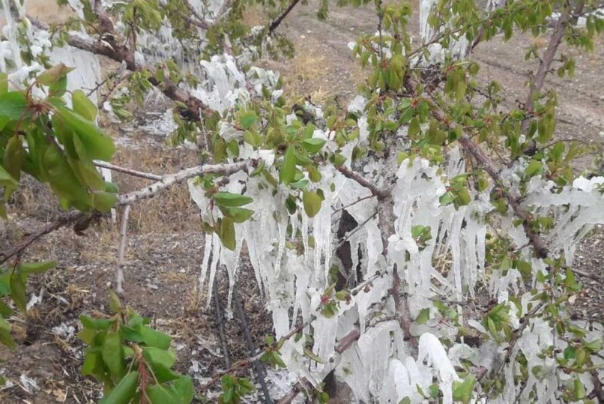 احتمال سرما‌زدگی باغات به خاطر کاهش دما