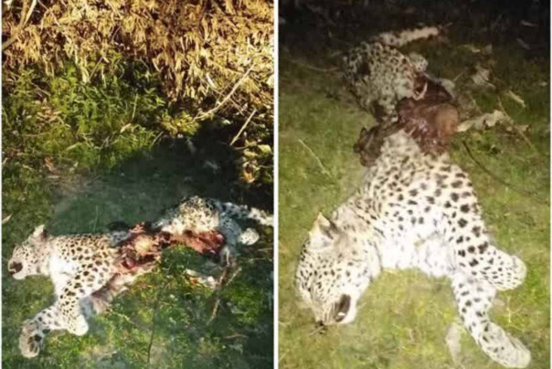 کشف لاشه یک قلاده پلنگ در چهاردانگه ساری