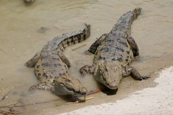 سیلزدگان مراقب تمساح باشند