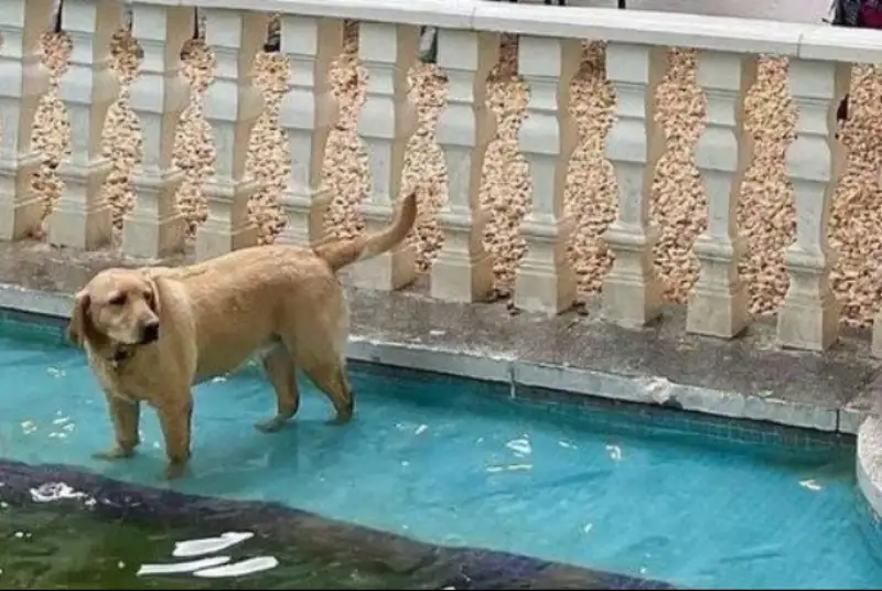 کافه سگ‌های تهران پلمب شد