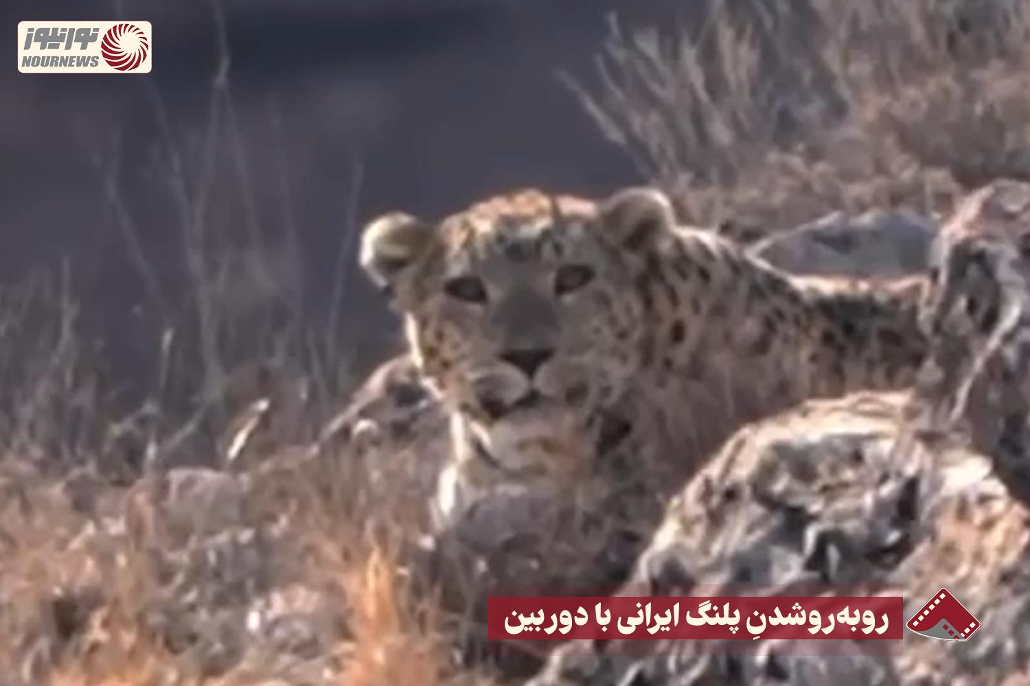 نورنما | روبه‌روشدنِ پلنگ ایرانی با دوربین+فیلم