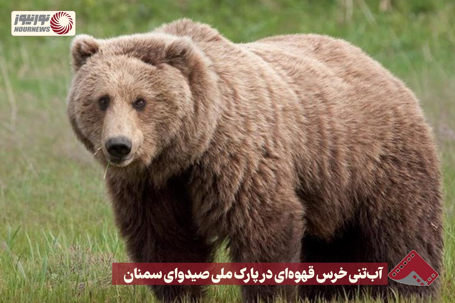 نورنما | آب‌تنی خرس قهوه‌ای در پارک ملی صیدوای سمنان +فیلم
