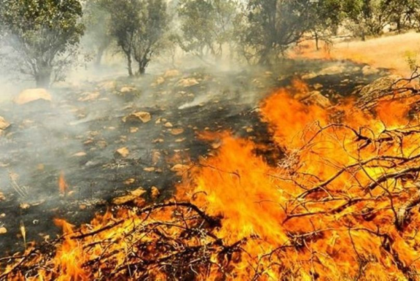 20 هکتار از جنگل‌های پاوه سوخت