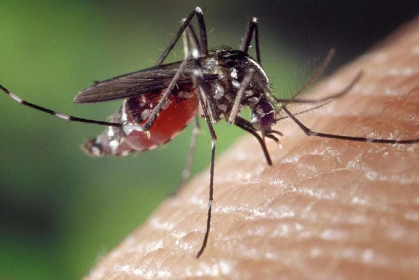 «تب دنگی» در تهران شیوع نیافته/انتقال فرد به فرد ندارد