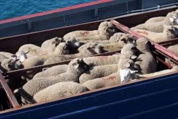 قیمت دام عید قربان از 260 هزار تومان شروع می‌شود