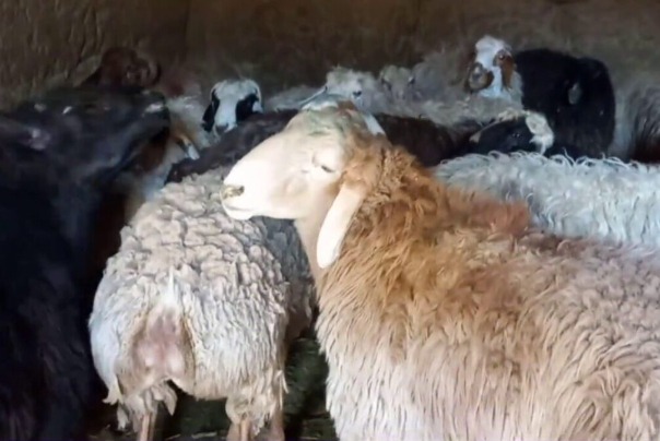 هشدار تب کنگو در آستانه عید قربان+ فیلم