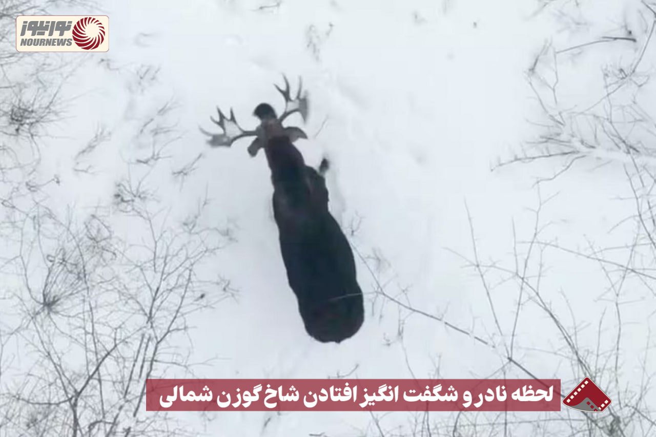 نورنما |  لحظه نادر و شگفت انگیز افتادن شاخ گوزن+فیلم