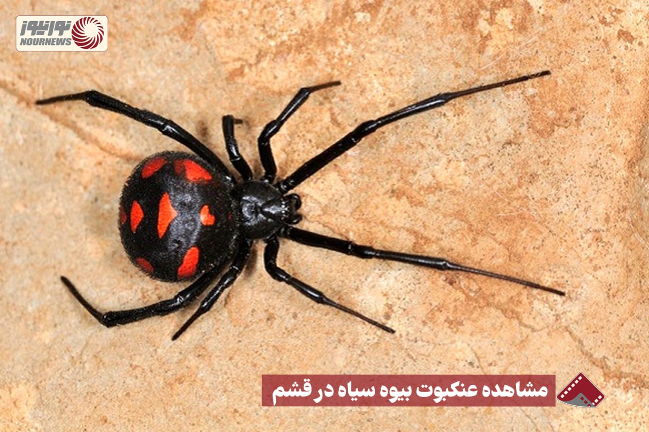 نورنما | مشاهده عنکبوت بیوه سیاه در قشم +فیلم