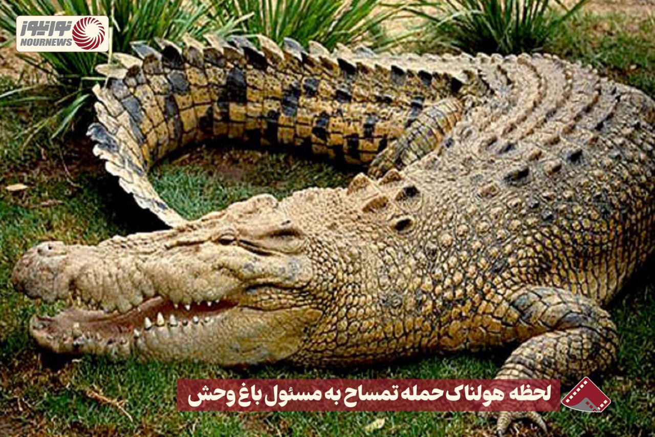 نورنما | لحظه هولناک حمله تمساح به مسئول باغ وحش +فیلم