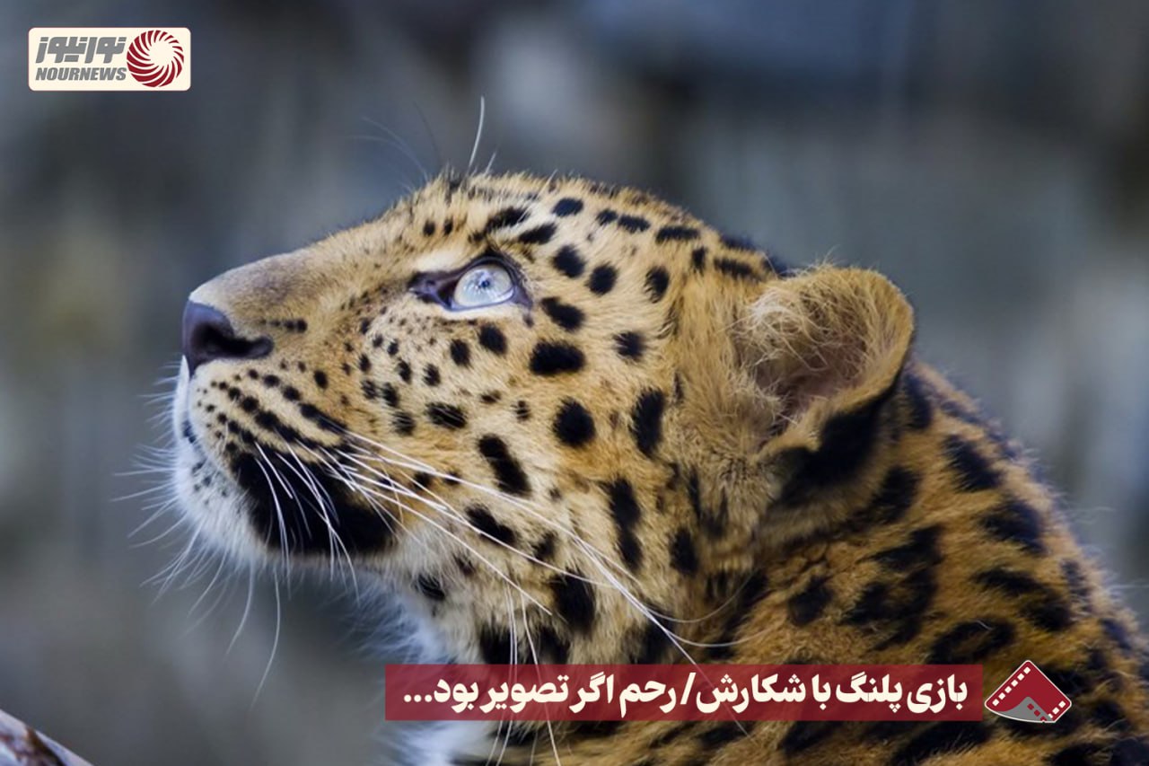 نورنما | بازی پلنگ با شکارش / رحم اگر تصویر بود...  +فیلم