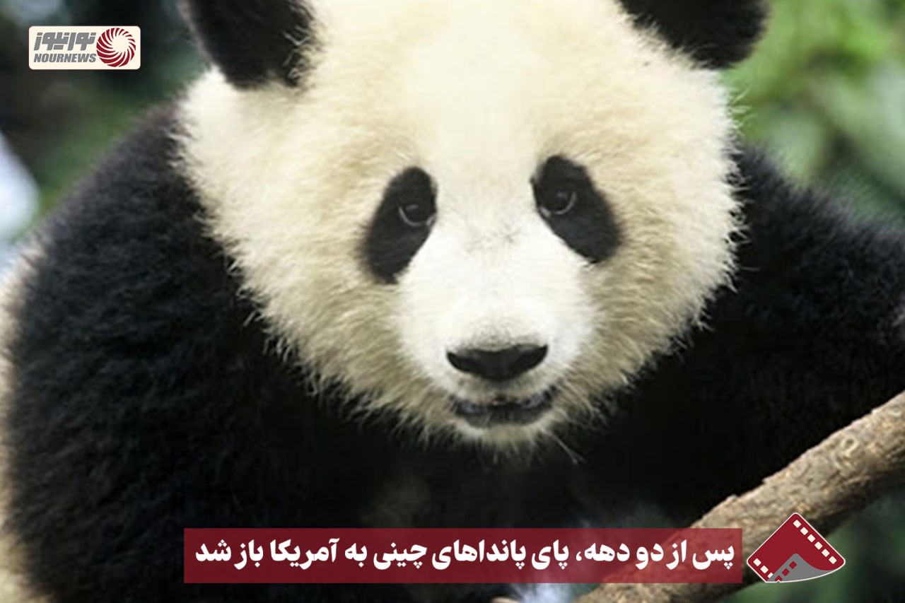 نورنما | پس از دو دهه ، پای پانداهای چینی به آمریکا باز شد +فیلم