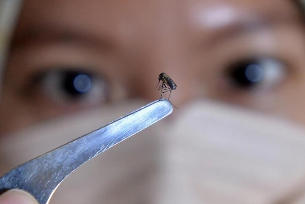 63 مورد جدید ابتلا به تب دنگی در کشور+ فیلم