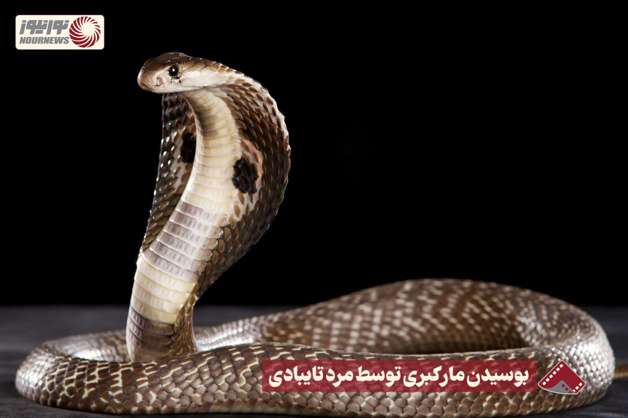 نورنما | بوسیدن مار کبری توسط مرد تایبادی +فیلم