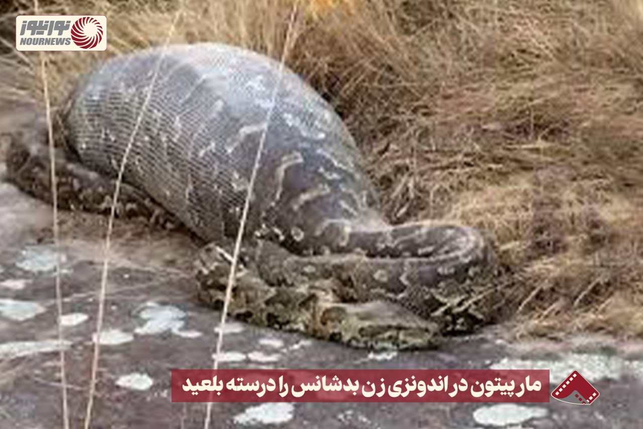 نورنما | مار پیتون در اندونزی زن بدشانس را درسته بلعید‌+فیلم