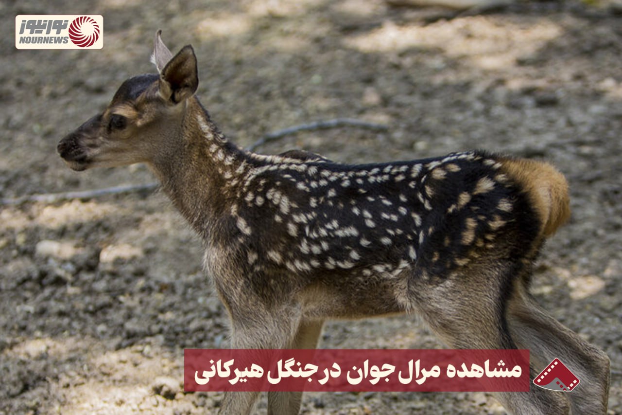 نورنما | مشاهده مرال جوان در جنگل هیرکانی +فیلم