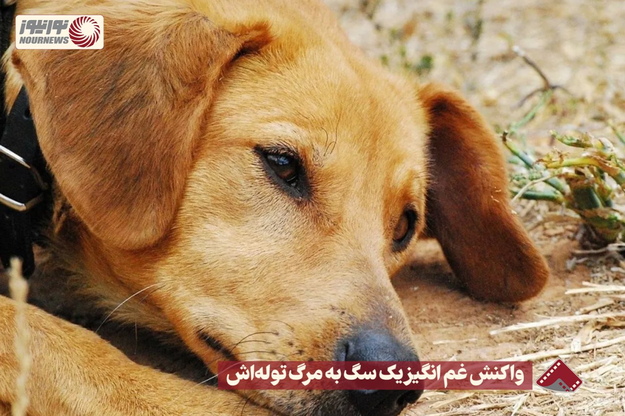 نورنما | واکنش غم انگیز یک سگ به مرگ توله اش +فیلم