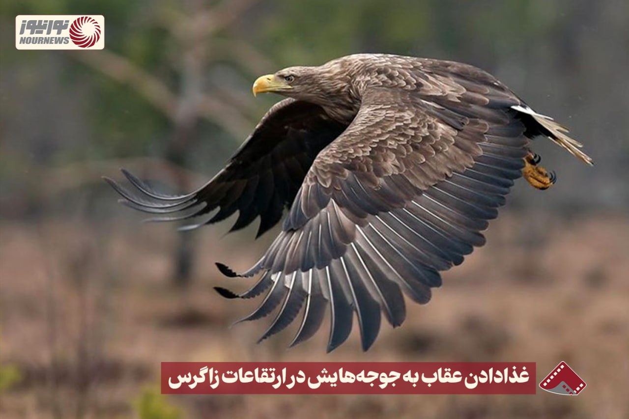 نورنما | غذا دادن عقاب به جوجه هایش در ارتفاعات زاگرس +فیلم