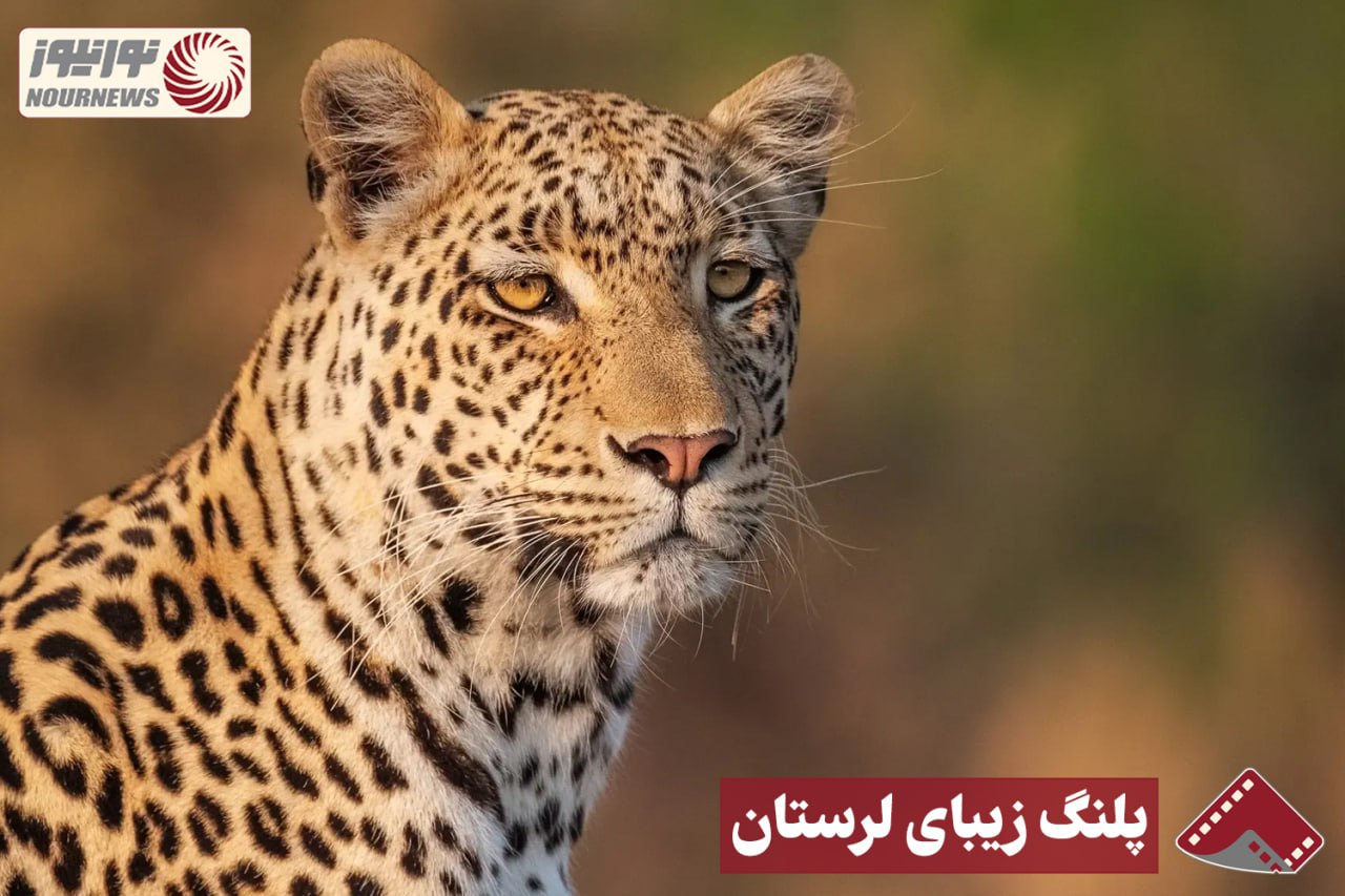 نورنما | پلنگ زیبای لرستان+فیلم