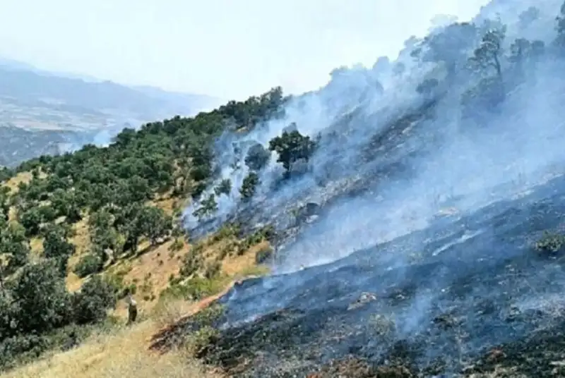 آتش‌سوزی در جنگل‌های بلوط زاگرس+ فیلم
