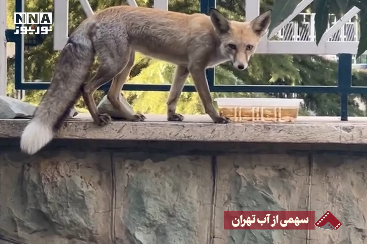 نورنما | سهمی از آب تهران +فیلم