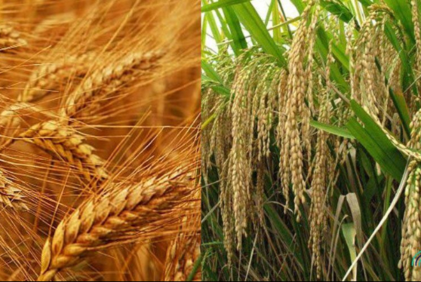 ورود سازمان بازرسی به تاخیر در تعیین و ابلاغ قیمت و خرید تضمینی محصولات اساسی کشاورزی