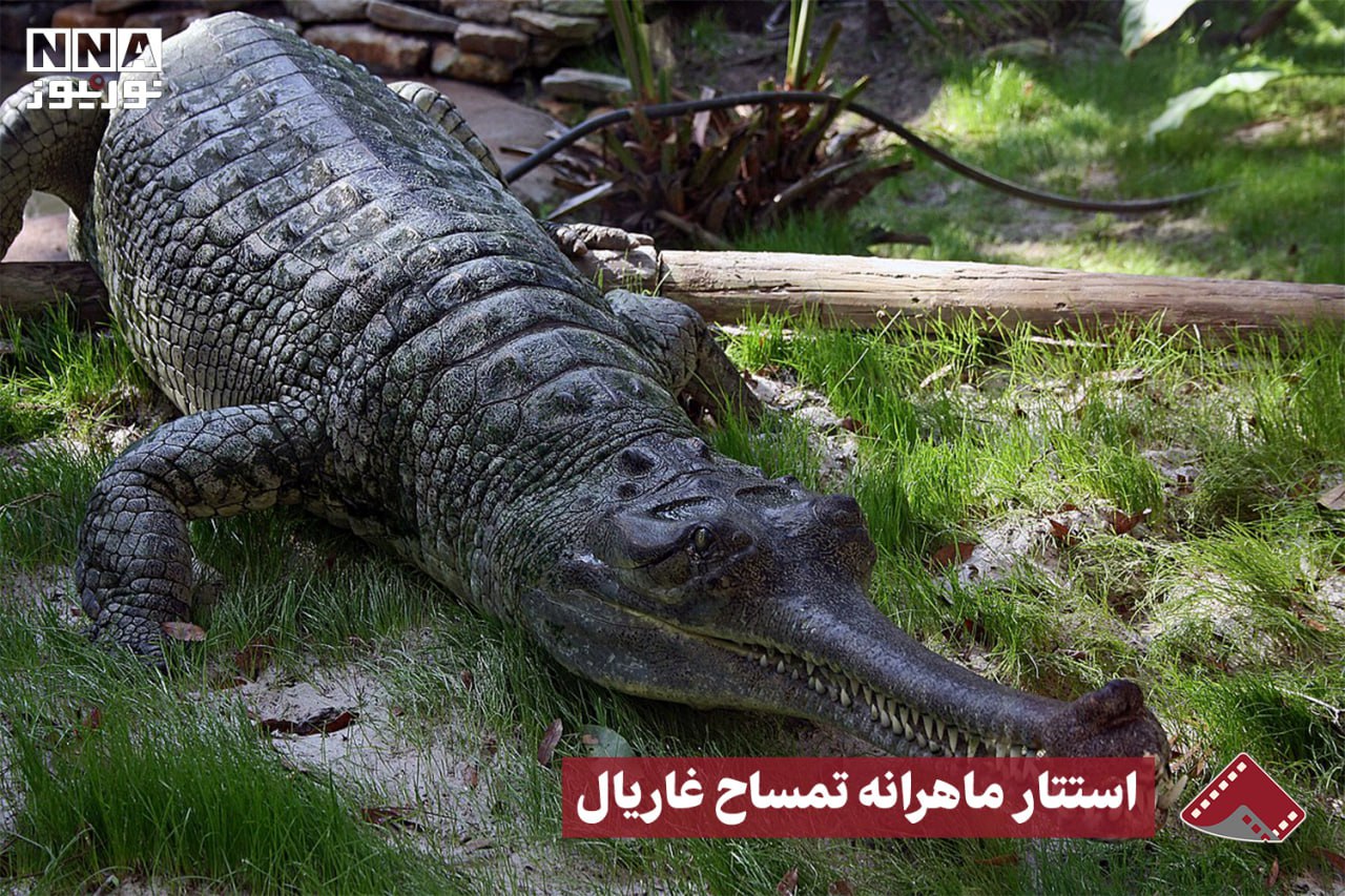 نورنما | استتار ماهرانه تمساح غاریال +فیلم