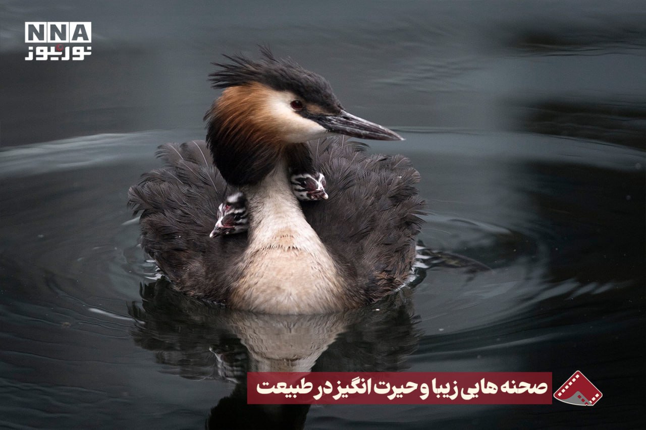 نورنما | صحنه هایی زیبا و حیرت انگیز در‌طبیعت +فیلم