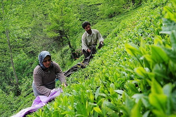 واریز 57 درصد از مطالبات چایکاران شمال کشور