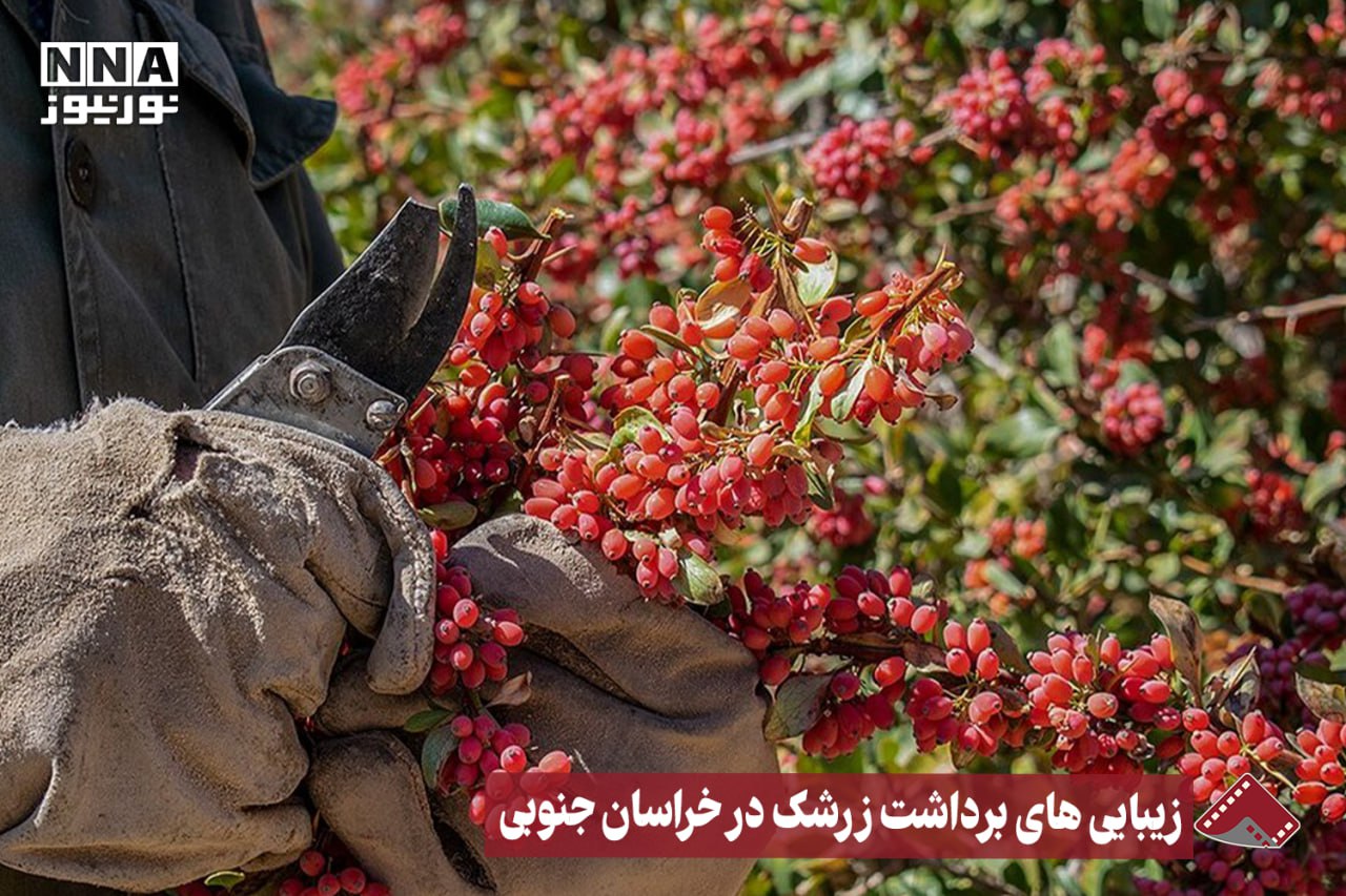 نورنما | زیبایی های برداشت زرشک در خراسان جنوبی +فیلم