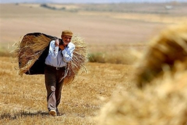 بدهی بانکی کشاورزان بخشیده شد