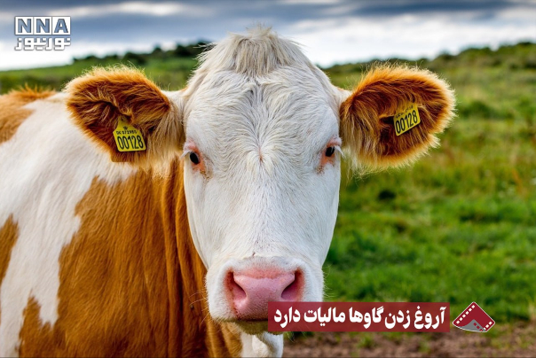 نورنما | آروغ زدن گاو ها مالیات دارد +فیلم