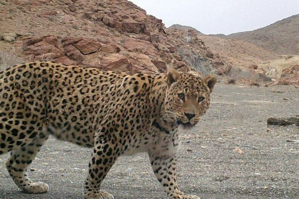 تصویر تازه از پلنگ ایرانی در پارک ملی توران شاهرود +فیلم