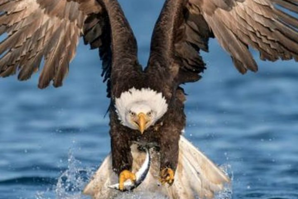 نورنما | ماهیگیری حرفه ای!