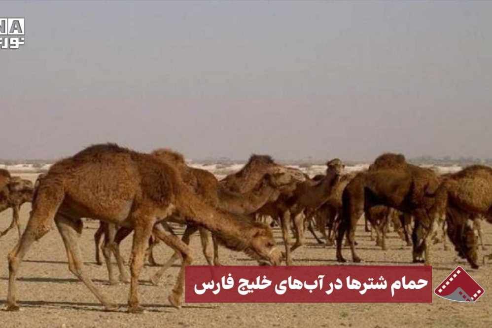 نورنما | حمام شترها در آب های خلیج فارس